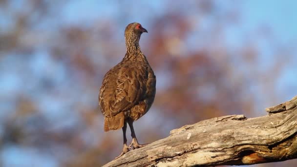 Swainson Spurfowl Grooming Singing Morning Light Kruger National Park África — Vídeo de Stock