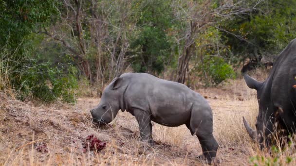 Ibu Dan Bayi Badak Putih Selatan Taman Nasional Kruger Afrika — Stok Video