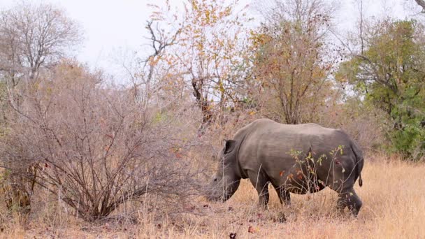 南アフリカのクルーガー国立公園の南の白いサイの母親と赤ちゃん Rhinoerotidaeの種Cerattherium Simumファミリー — ストック動画