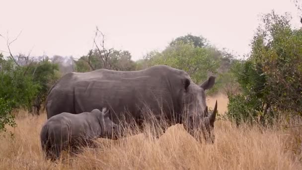 Zuidelijke Witte Neushoorn Moeder Baby Kruger National Park Zuid Afrika — Stockvideo