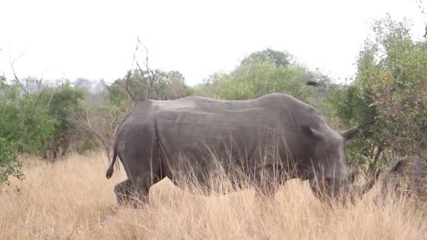 南アフリカのクルーガー国立公園の南の白いサイの母親と赤ちゃん Rhinoerotidaeの種Cerattherium Simumファミリー — ストック動画