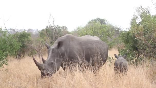 南アフリカのクルーガー国立公園の南の白いサイの母親と赤ちゃん Rhinoerotidaeの種Cerattherium Simumファミリー — ストック動画