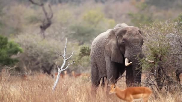 南アフリカのクルーガー国立公園のアフリカのブッシュ象食べるアカシアの枝フロントビュー 種Loxodontaアフリカゾウ科 — ストック動画