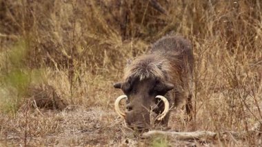 Güney Afrika 'daki Kruger Ulusal Parkı' nda, Suidae familyasından Specie Phacochoerus africanus 'da yaygın olarak yenen uzun dişler.