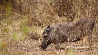 Güney Afrika 'daki Kruger Ulusal Parkı' nda, Suidae familyasından Specie Phacochoerus africanus 'da yaygın olarak yenen uzun dişler.