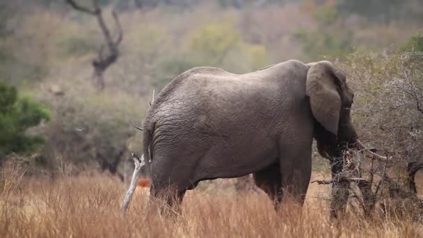Africký Keř Slon Kráčející Pryč Pohled Kruger National Park Jižní — Stock video