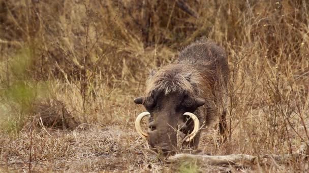 Gewone Wrattenzwijn Lange Tanden Eten Grond Kruger National Park Zuid — Stockvideo