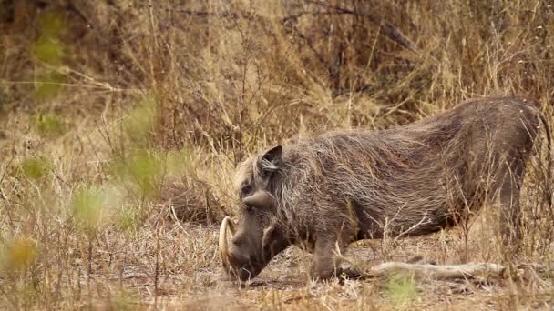 Common Warthog Long Teeth Eating Ground Kruger National Park South — Stock Video