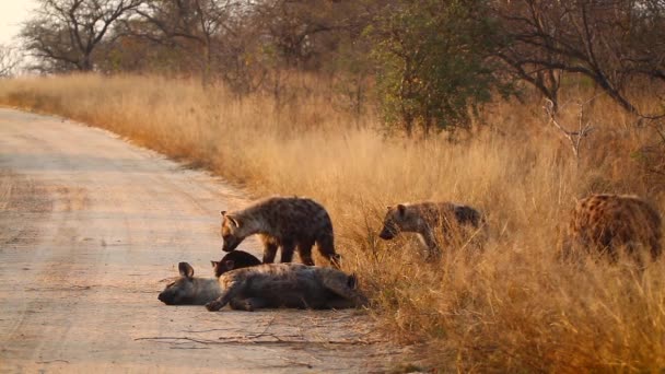 Young Spotted Hyaena Playing Cub Safari Road Kruger National Park — Vídeos de Stock