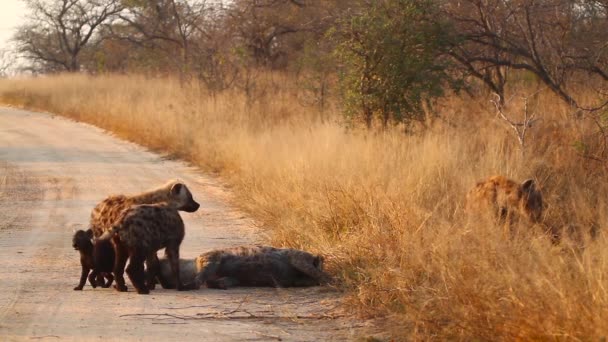 Młoda Hiena Plamista Bawiąca Się Młode Drodze Safari Parku Narodowym — Wideo stockowe
