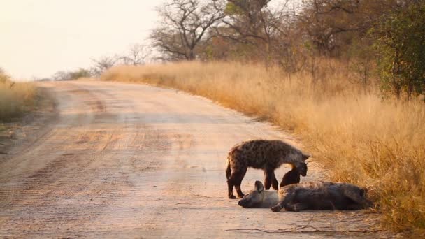 Jonge Gevlekte Hyaena Speelt Met Welp Safari Weg Kruger National — Stockvideo