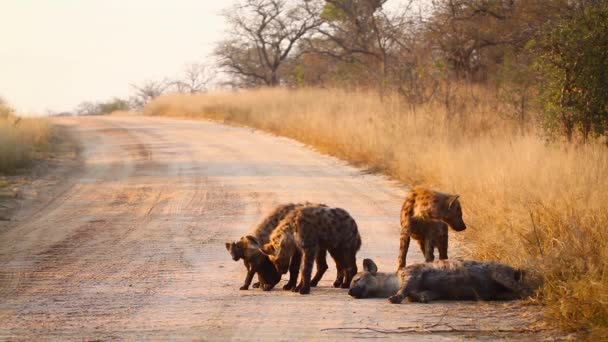 Jonge Gevlekte Hyaena Speelt Met Welp Safari Weg Kruger National — Stockvideo