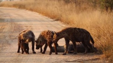 Güney Afrika 'daki Kruger Ulusal Parkı' nda, Hyaenidae familyasından Specie Crocuta timsahı ile oynayan genç Benekli hyaenas.