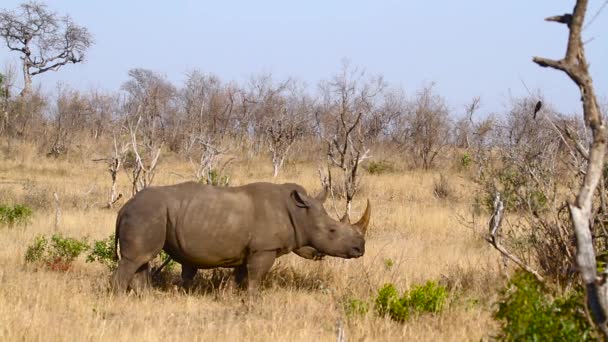 Southern White Rhinoceros Female Calf Grazing Savannah Kruger National Park — Stock Video