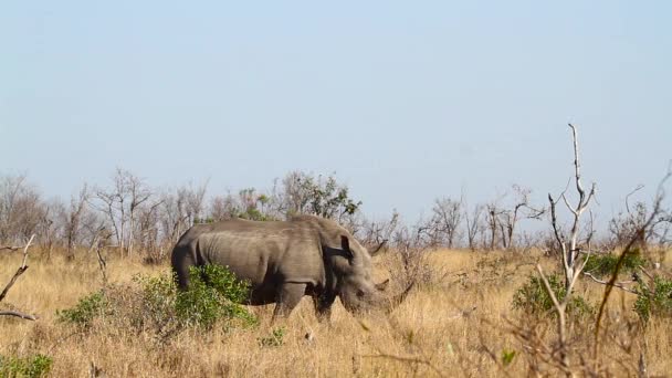 Sydvit Noshörning Hona Med Kalv Bete Savann Kruger National Park — Stockvideo