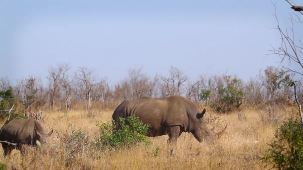 Southern White Rhinoceros Female Calf Grazing Savannah Kruger National Park — Stock Video