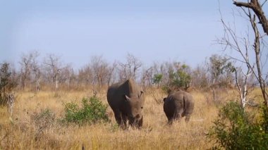 Güney Afrika 'daki Kruger Ulusal Parkı' nda buzağıyı otlatan Güney beyaz gergedan kadın; Gergedan Simum Simum Ailesi