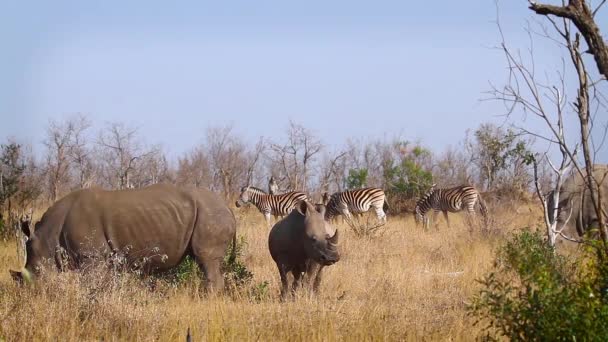 Tres Rinocerontes Blancos Del Sur Cebras Llanuras Parque Nacional Kruger — Vídeo de stock