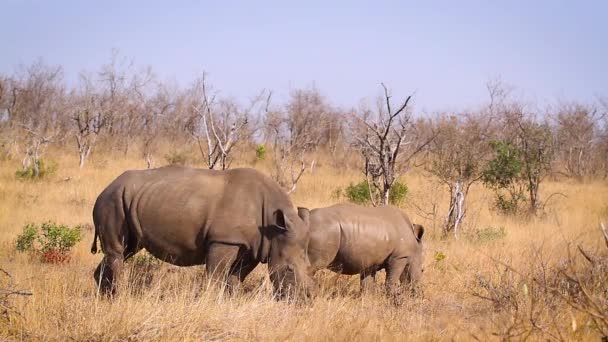 Drie Zuidelijke Witte Neushoorn Familie Grazen Savanne Kruger National Park — Stockvideo