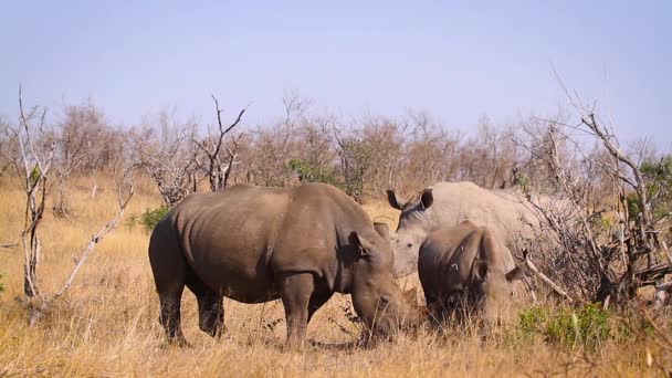 Tiga Famili Badak Putih Selatan Merumput Sabana Taman Nasional Kruger — Stok Video