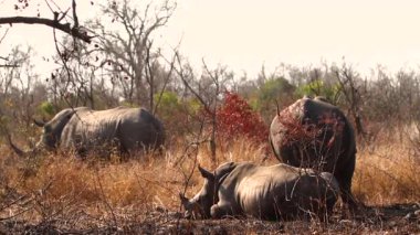 Güney Afrika 'daki Kruger Ulusal Parkı' nda çamur banyosu yapan Güney beyaz gergedan ailesi; Gergedan Simum Simum Ailesi