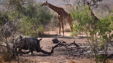 Güney Afrika 'daki Kruger Ulusal Parkı' nda arka planda zürafa ile çamur banyosunda Güney beyaz gergedan; Gergedan Simum Simum Ailesi