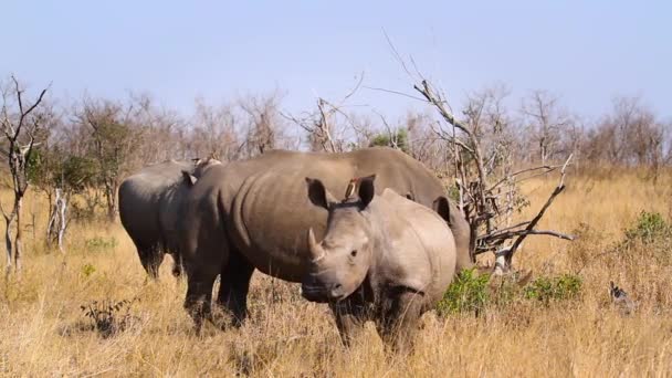 Южный Белый Носорог Пара Теленком Саванне Национальном Парке Крюгер Южная — стоковое видео