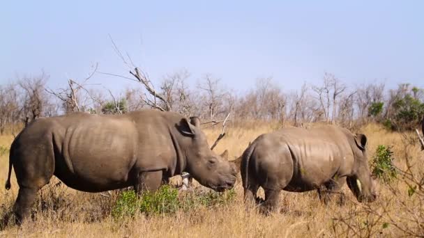 Rhinoceros Brancos Sul Mãe Bezerro Savana Parque Nacional Kruger África — Vídeo de Stock