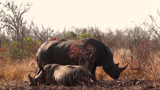 Famiglia Rinoceronti Bianchi Meridionali Immersi Nel Fango Nel Parco Nazionale — Video Stock