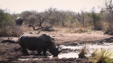 Güney Afrika 'daki Kruger Ulusal Parkı' ndaki çamur göletinde su içen Güney beyaz gergedan; Gergedan Simum Simum Ailesi