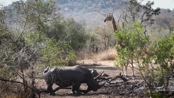 Rinoceronte Branco Sul Banho Lama Com Girafa Fundo Parque Nacional — Vídeo de Stock