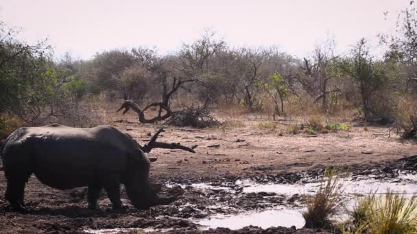 Zuidelijke Witte Neushoorn Drinken Modderpoel Kruger National Park Zuid Afrika — Stockvideo