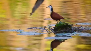 Afrika Jacana, Güney Afrika 'daki Kruger Ulusal Parkı' ndaki Nenuphar 'da, Jacanidae' deki Specie Actophilornis Africanus ailesinde yemek yer.