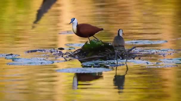 Jacana Africana Adulta Juvenil Comiendo Pie Sobre Nenuphar Medio Del — Vídeos de Stock