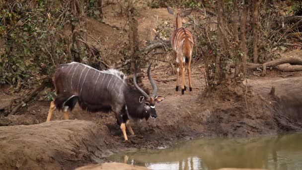 Couple Nyala Buvant Dans Trou Eau Dans Parc National Kruger — Video