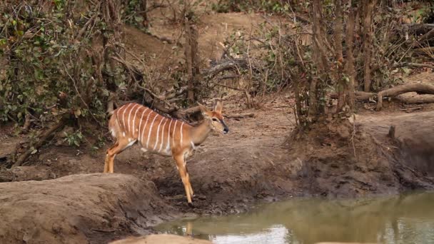 Самка Nyala Пьющая Водяной Скважине Национальном Парке Крюгера Южная Африка — стоковое видео