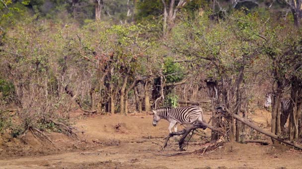 Plains Zebra Kleingruppe Wandert Trockener Savanne Kruger Nationalpark Südafrika Art — Stockvideo