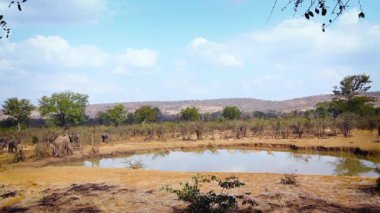 Güney Afrika 'daki Kruger Ulusal Parkı' ndaki su birikintisinde içen Afrika fili sürüsü; Fil takımından Specie Loxodonta africana ailesi