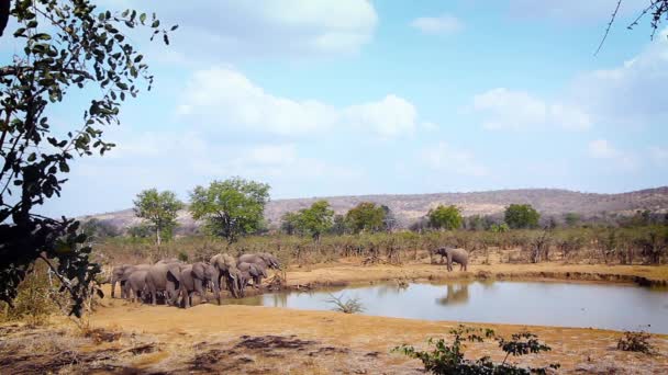 Manada Africana Elefantes Arbustos Bebiendo Pozo Agua Parque Nacional Kruger — Vídeos de Stock