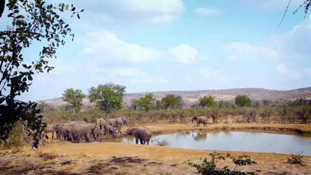 Afrikansk Buske Elefantbesättning Dricker Vattenhål Kruger National Park Sydafrika Art — Stockvideo