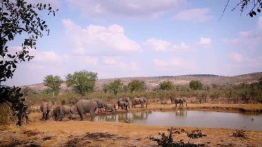 Güney Afrika 'daki Kruger Ulusal Parkı' ndaki su birikintisinde içen Afrika fili sürüsü; Fil takımından Specie Loxodonta africana ailesi