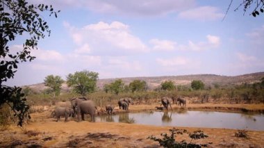 Güney Afrika 'daki Kruger Ulusal Parkı' ndaki su birikintisinde içen Afrika fili sürüsü; Fil takımından Specie Loxodonta africana ailesi