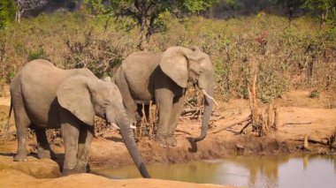 Güney Afrika 'daki Kruger Ulusal Parkı' nda su birikintisinde su içen iki Afrika fili.