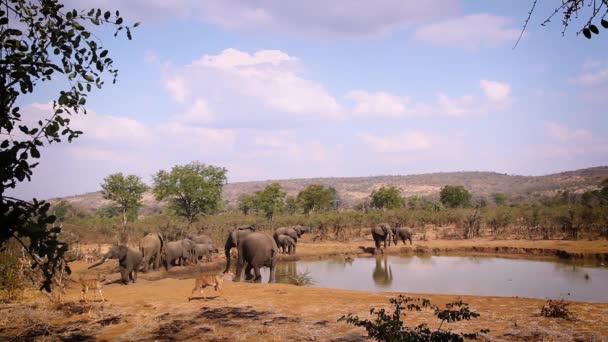 南非克鲁格国家公园水坑中的Nyala群和非洲丛林象群 Elephantidae的Specie Loxodonta Africana科 — 图库视频影像