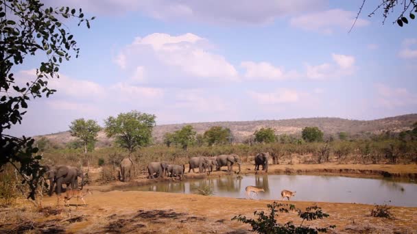 Gruppo Nyala Branco Elefanti Del Bush Africano Pozza Acqua Nel — Video Stock