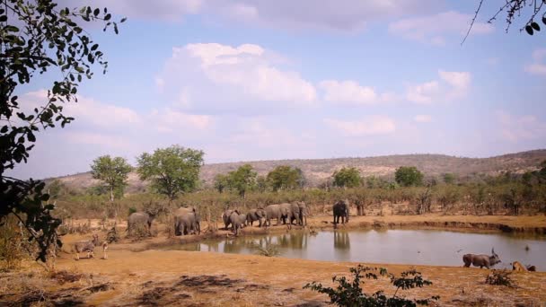 南非克鲁格国家公园水坑中的Nyala群和非洲丛林象群 Elephantidae的Specie Loxodonta Africana科 — 图库视频影像