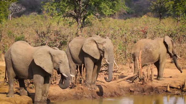 南アフリカのクルーガー国立公園のウォーターホールで飲む3つのアフリカのブッシュゾウ ゾウ科のロコドンアフリカ家族 — ストック動画