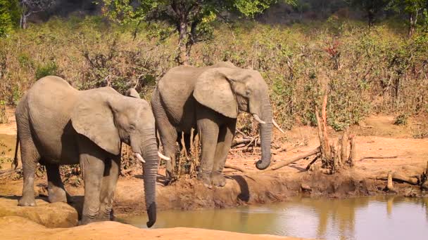 Dos Elefantes Arbustos Africanos Bebiendo Pozo Agua Parque Nacional Kruger — Vídeos de Stock