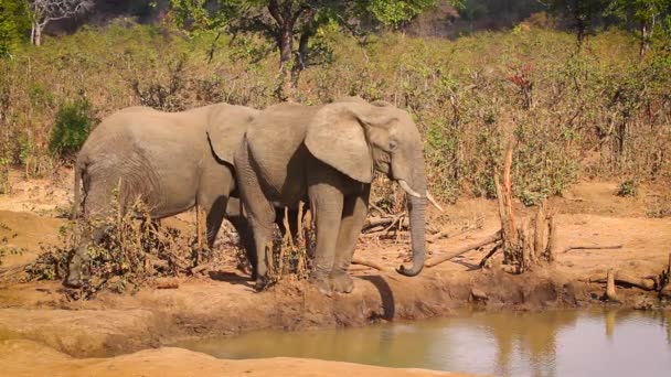 Due Elefanti Del Bush Africano Che Bevono Pozza Acqua Nel — Video Stock