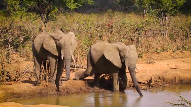 Twee Afrikaanse Bosolifanten Drinken Waterpoel Kruger National Park Zuid Afrika — Stockvideo